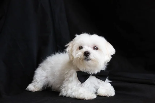 ビジネスマンのようにドレスを着たマルタの犬 — ストック写真