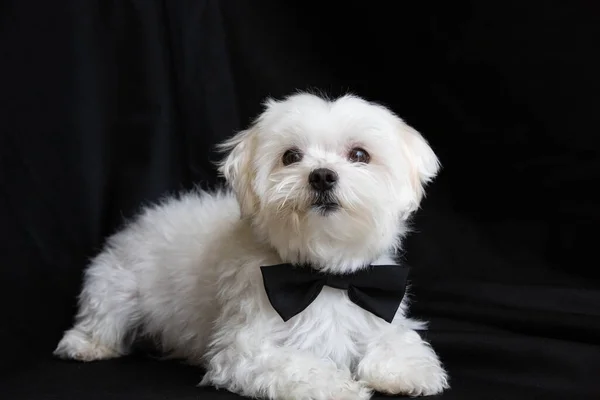 Maltese dog dressed up like a businessman