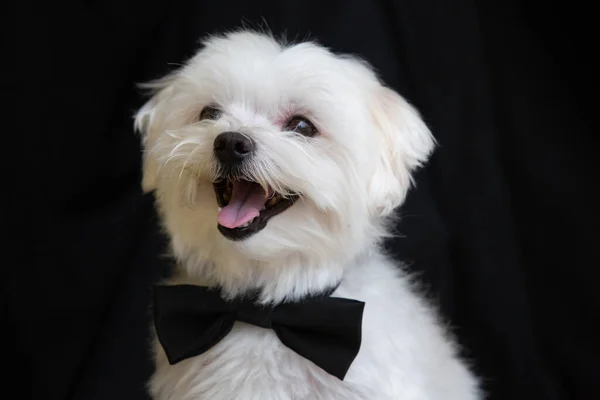 Maltese dog dressed up like a businessman