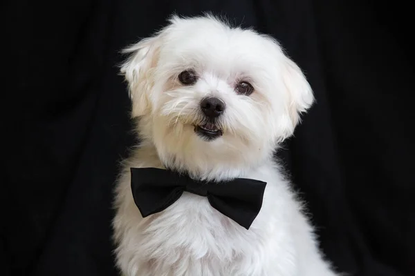 İş adamı gibi giyinmiş Malta köpeği.