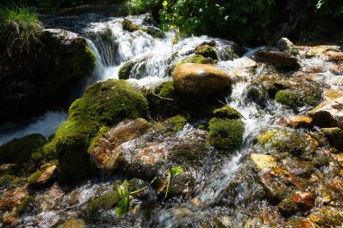 Rio Arno ormanlarında yol