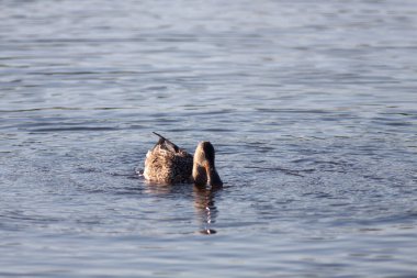Sentina 'nın yedeğinde kaz