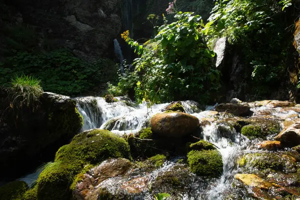 Rio Arno ormanlarında yol