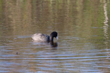 Sentina 'nın yedeğinde kaz