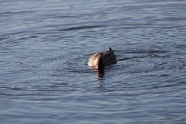 Sentina 'nın doğal rezervinde kaz