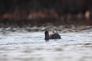 Sentina 'nın doğal rezervinde kaz