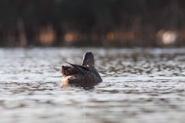 Sentina 'nın doğal rezervinde kaz
