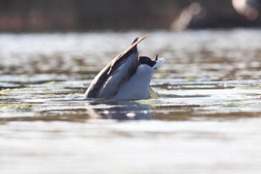 Sentina 'nın doğal rezervinde kaz