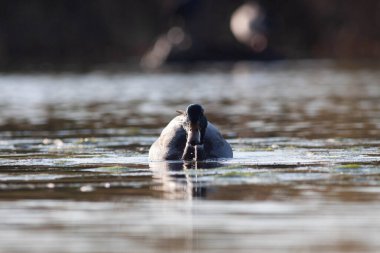 Sentina 'nın doğal rezervinde kaz