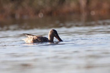 Sentina 'nın doğal rezervinde kaz