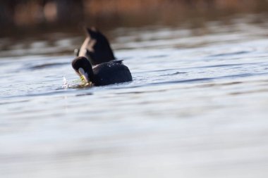 Sentina 'nın doğal rezervinde kaz