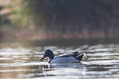 Sentina 'nın doğal rezervinde kaz