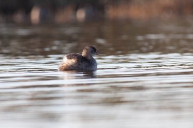 Sentina 'nın doğal rezervinde kaz