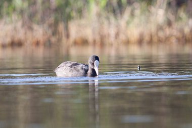 Sentina 'nın doğal rezervinde kaz