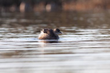 Sentina 'nın doğal rezervinde kaz