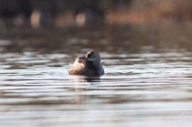 Sentina 'nın doğal rezervinde kaz