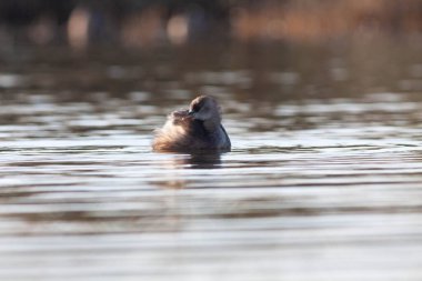 Sentina 'nın doğal rezervinde kaz