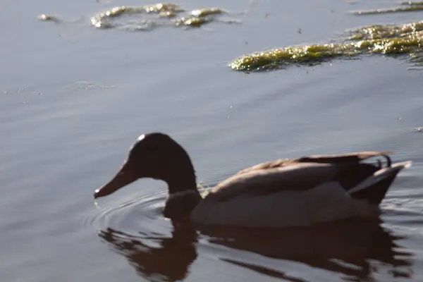 Sentina 'nın doğal rezervinde kaz