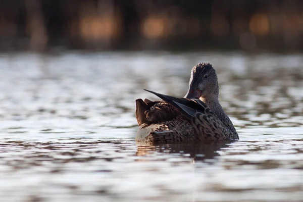 Sentina 'nın doğal rezervinde kaz