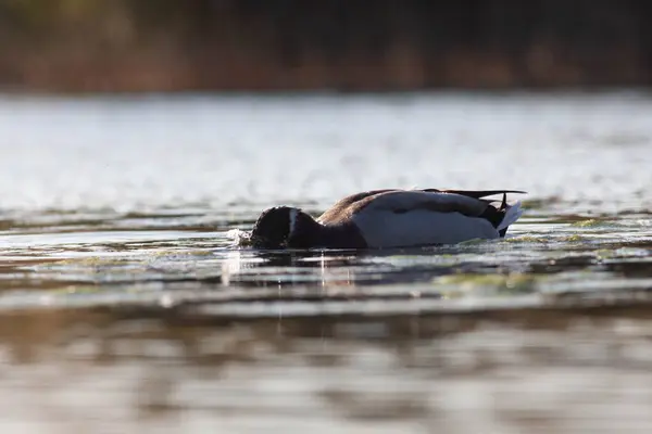 Sentina自然保护区的鹅 — 图库照片