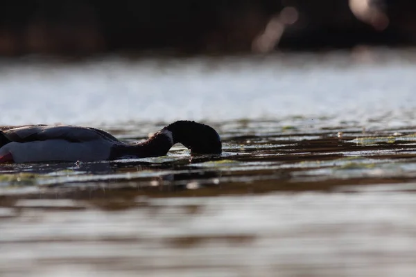 Sentina自然保护区的鹅 — 图库照片