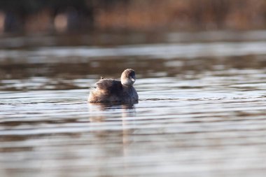 Sentina 'nın doğal rezervinde kaz