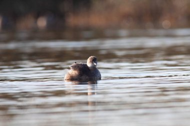 Sentina 'nın doğal rezervinde kaz