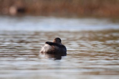 Sentina 'nın doğal rezervinde kaz