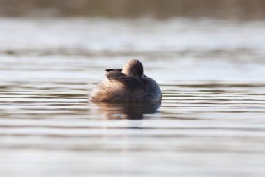 Sentina 'nın doğal rezervinde kaz
