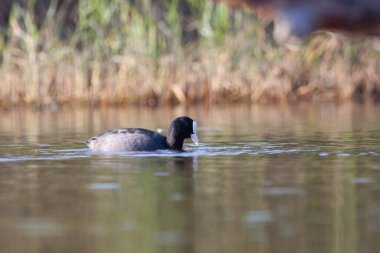 Sentina 'nın doğal rezervinde kaz