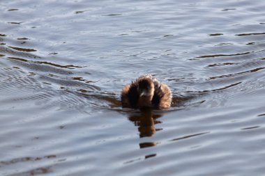 Sentina 'nın doğal rezervinde kaz