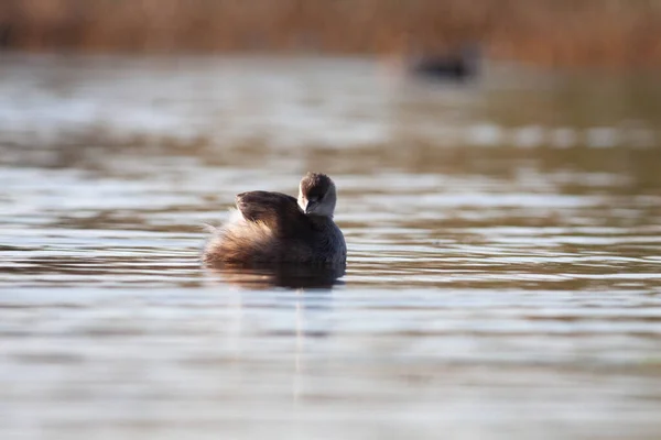 Sentina 'nın doğal rezervinde kaz
