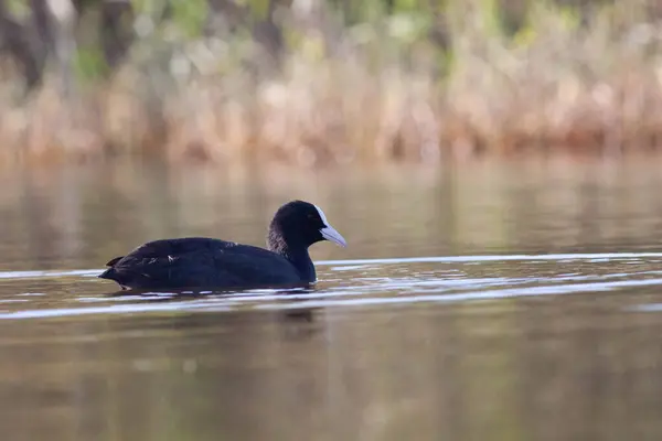 Sentina 'nın doğal rezervinde kaz