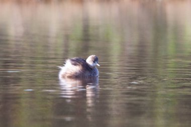Sentina 'nın doğal rezervinde kaz