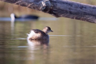 Sentina 'nın doğal rezervinde kaz