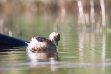 Sentina 'nın doğal rezervinde kaz