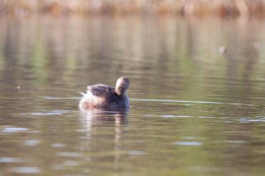 Sentina 'nın doğal rezervinde kaz