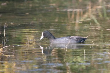 Sentina 'nın doğal rezervinde kaz