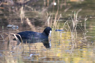 Sentina 'nın doğal rezervinde kaz