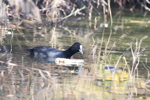 Sentina 'nın doğal rezervinde kaz