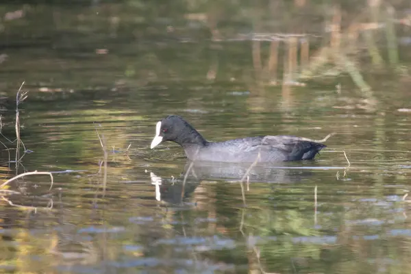 Sentina 'nın doğal rezervinde kaz