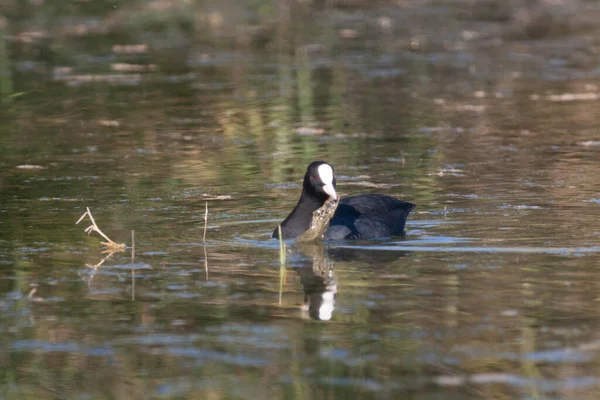 Goose Natural Reserve Sentina — Stock Photo, Image
