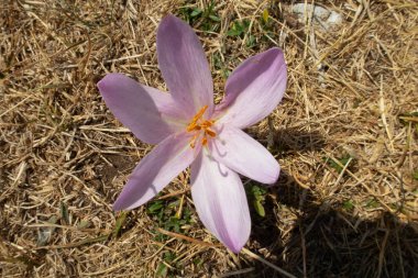 Monte Piselli Marche İtalya 'da