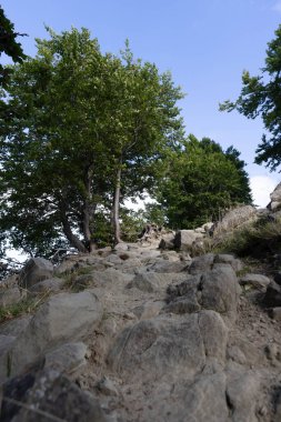 Kırsal kesimdeki bir tepenin tepesinde bir ağaç