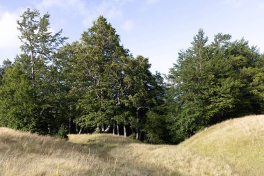 Tepenin tepesindeki ağaçlar Abruzzo