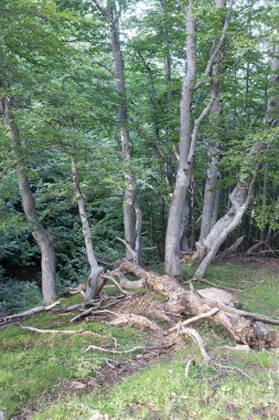 Tepenin tepesindeki ağaçlar Abruzzo