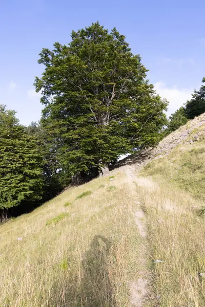 Tepenin tepesindeki ağaçlar Abruzzo
