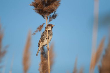 Güneşli bir günde hareketsiz duran küçük kuş
