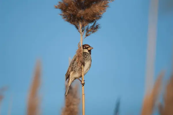 Güneşli bir günde hareketsiz duran küçük kuş