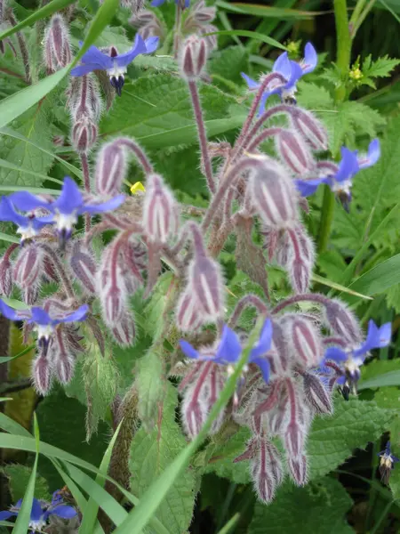 yeşil bir çayırda çiçekler